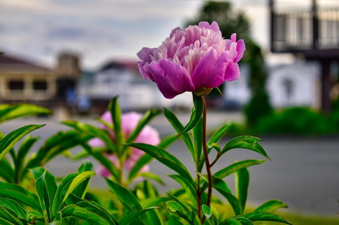 Motel Au Vieux Frontenac Thetford Mines Exteriér fotografie